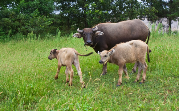 小水牛 母牛和小牛
