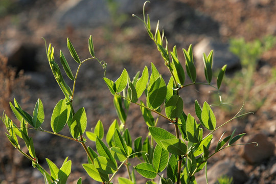 大兴安岭野生植物 野豌豆