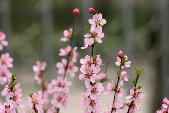 大兴安岭野生植物 榆叶梅