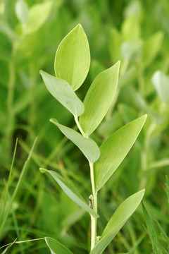 大兴安岭野生植物 玉竹