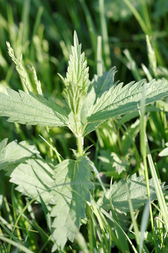 大兴安岭野生植物 蜇麻子