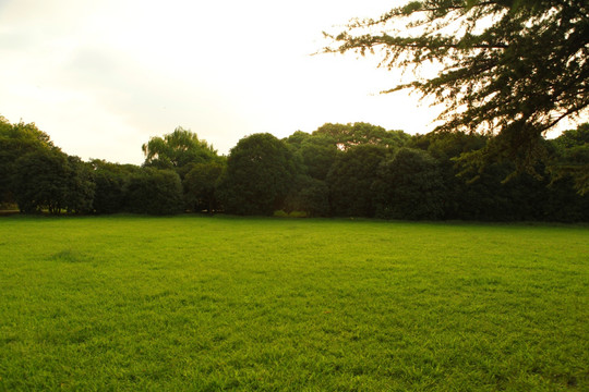 草坪 树林 公园
