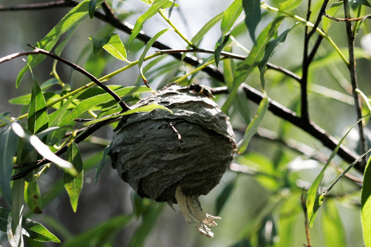 大兴安岭野生 蜂巢