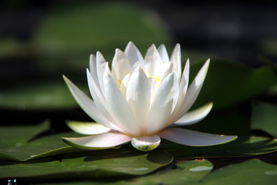 莲花