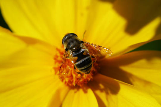 花瓣中的蜜蜂