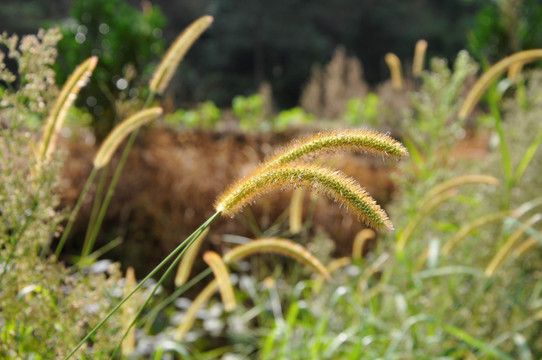 狗尾巴草