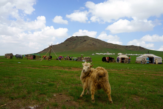 蒙古国草原上的羊