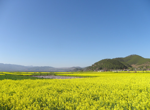 油菜花