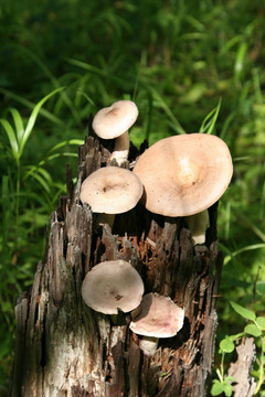 大兴安岭野生蘑菇 稀褶乳菇