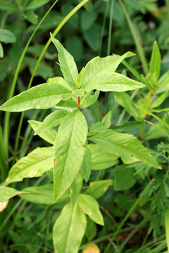 大兴安岭野生植物 稠李幼树