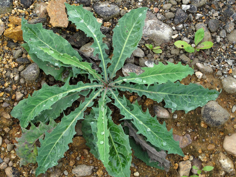 大兴安岭野生植物 黄鹌菜