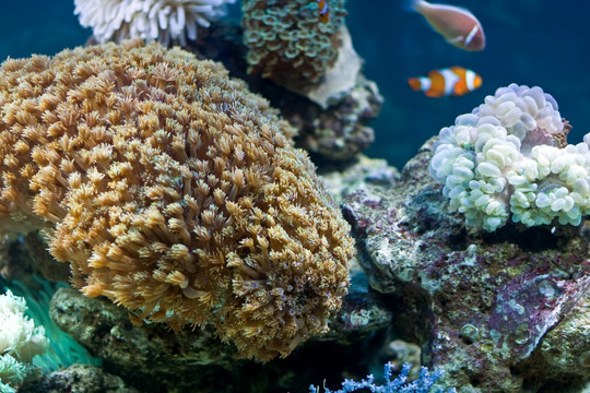 珊瑚海葵