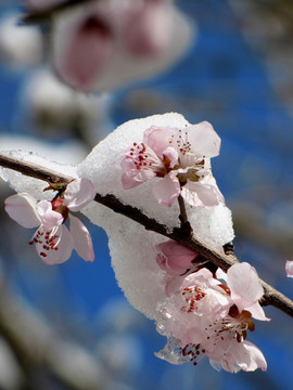 雪中花