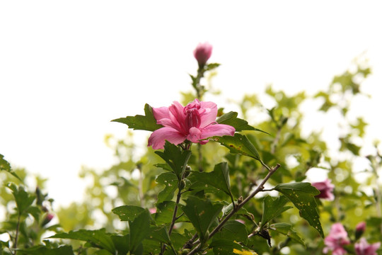 木槿花