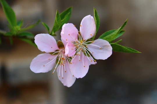 桃花