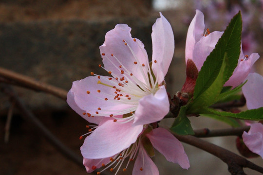 桃花