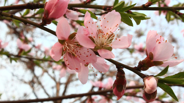 桃花