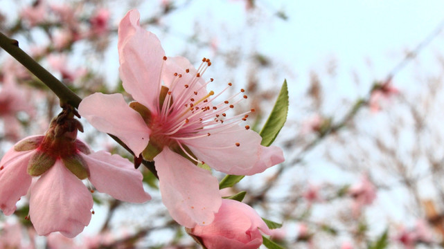 桃花