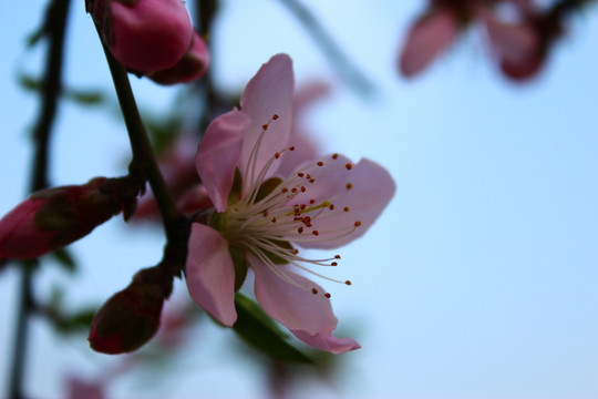桃花