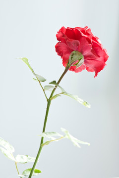 一支玫瑰花