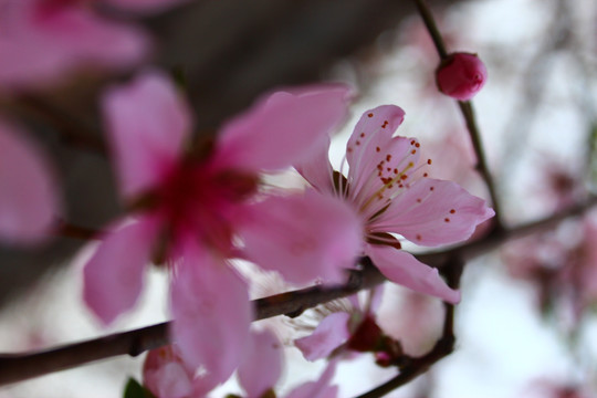 桃花