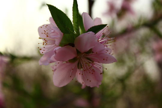 桃花