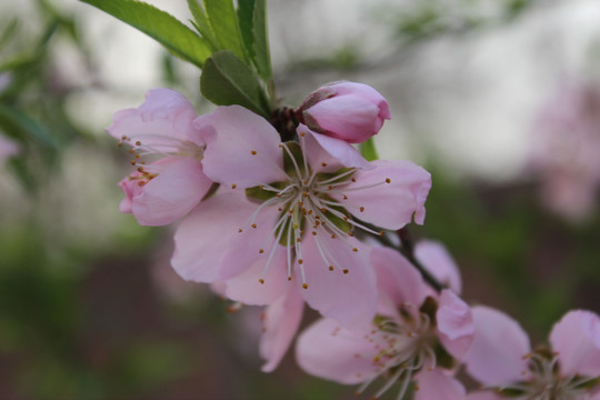 桃花