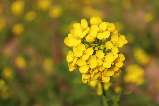 油菜花