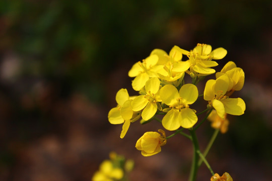 油菜花