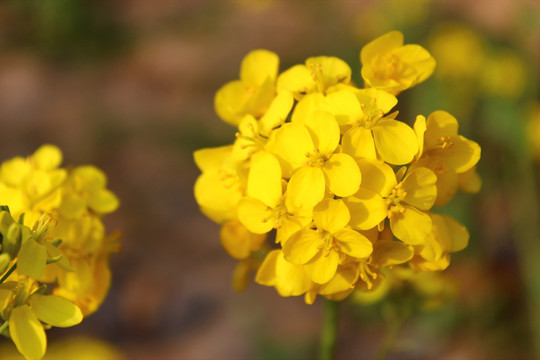 油菜花