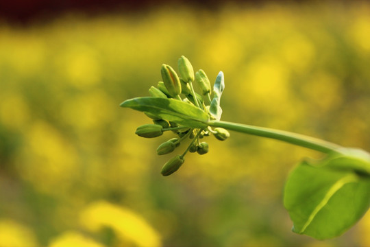 油菜花