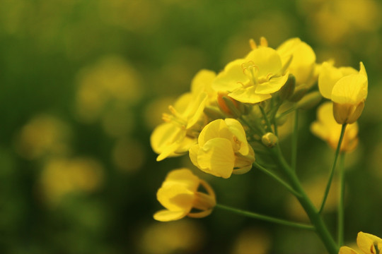油菜花