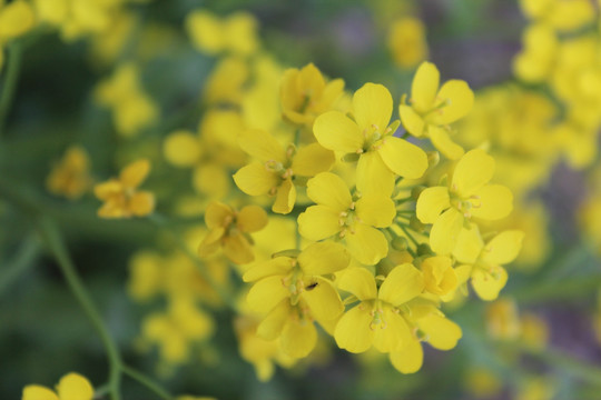 油菜花