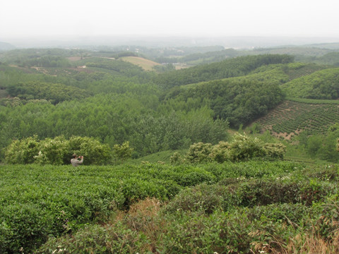 山川茶场