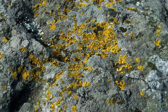 山岩苔藓地