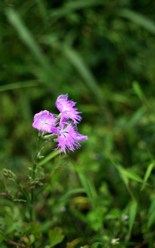 紫红色野花