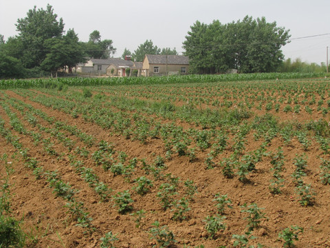 村庄与滁州贡菊种植