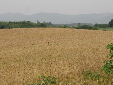 远山麦田