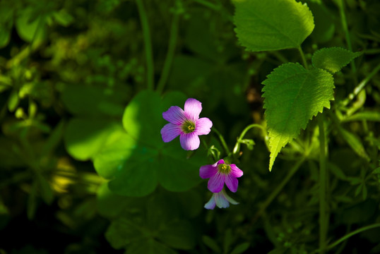 野花野草