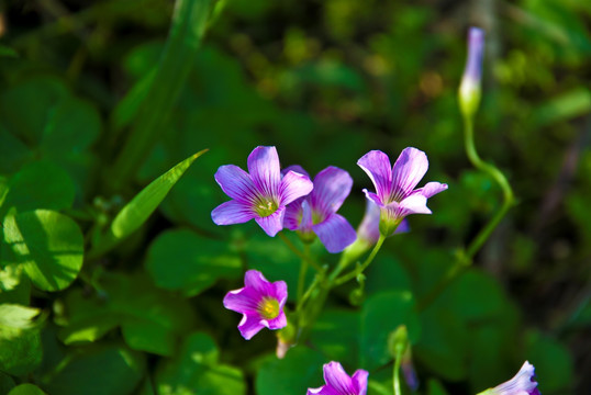 野花野草