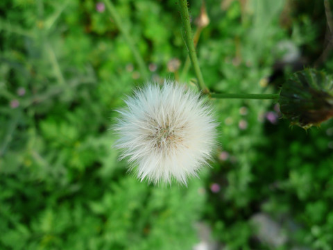 野花野草