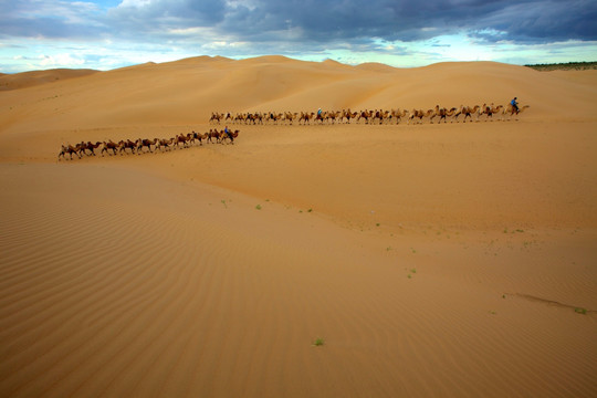 金色的沙漠和骆驼队