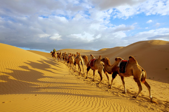 金色的沙漠和骆驼队