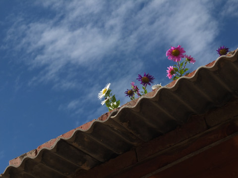 屋顶的菊花