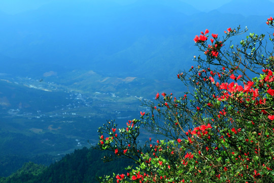 杜鹃花