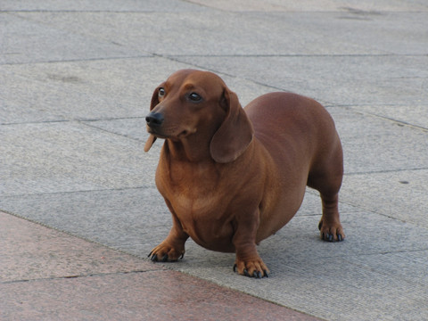 怀孕的腊肠犬