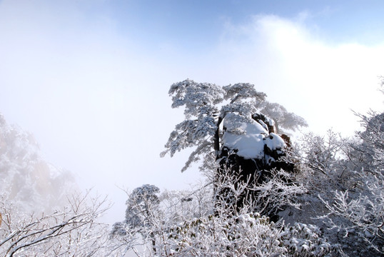 黄山松树雪景