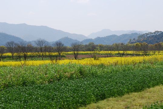 油菜花