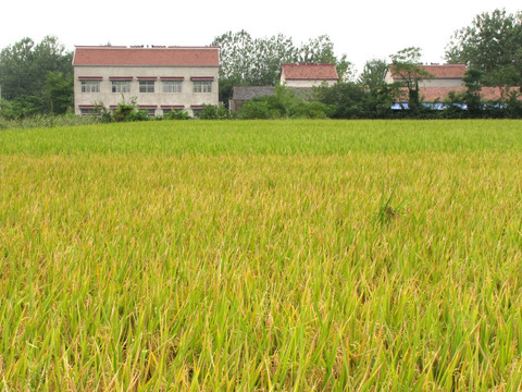 稻田与民居