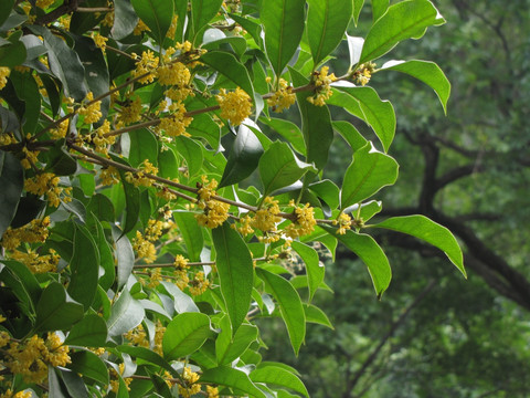 桂花 金桂花